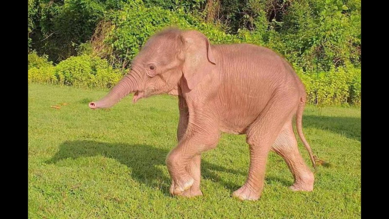 В Мьянме родился белый слоненок