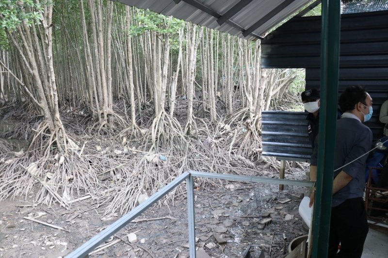 На Пхукете расследуют дело о захвате участков в мангровых лесах. Фото: PR Phuket