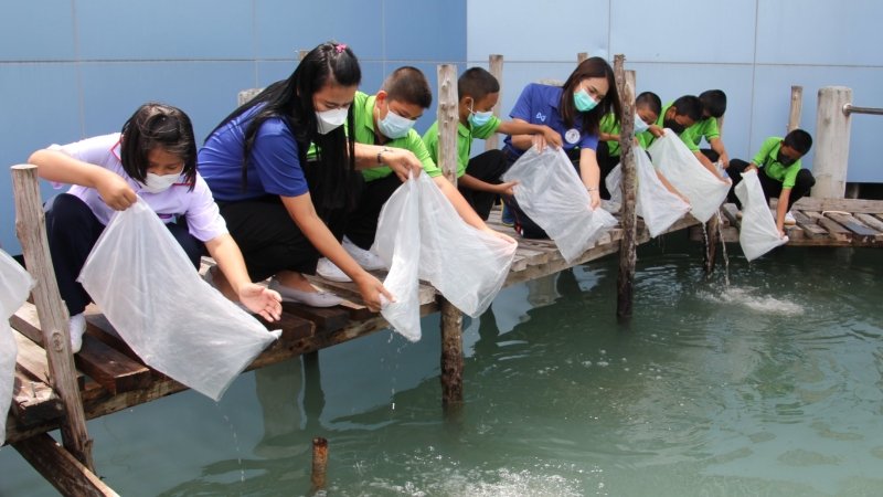 Полмиллиона мальков креветок выпущены в море в честь дня рождения Королевы Сирикит