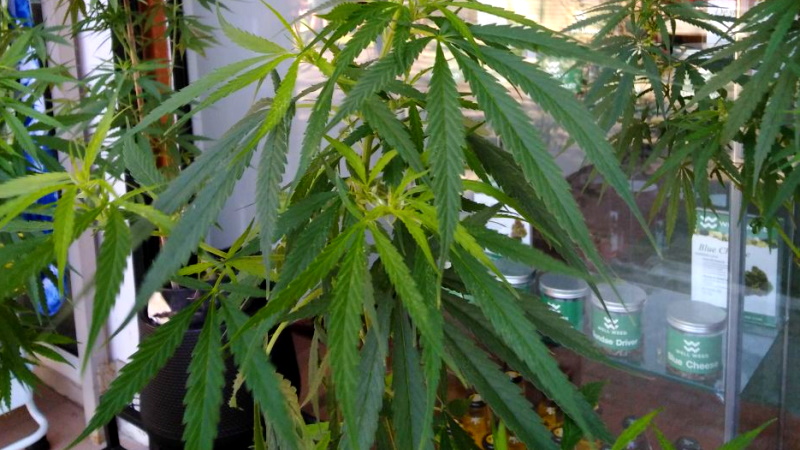На пхукете марихуана как выглядят ростки конопли фото