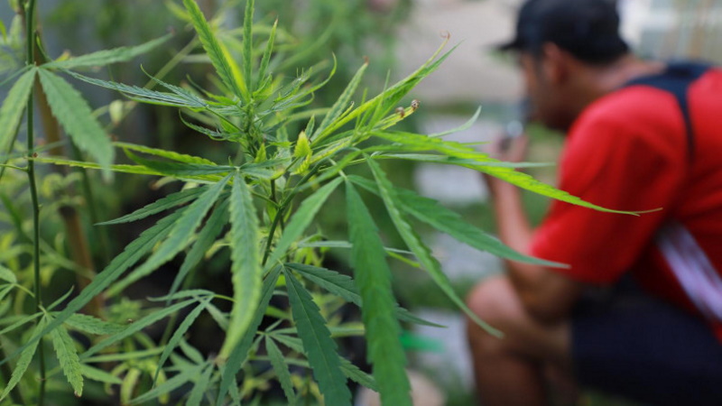 Тайская марихуана фильмы про марихуану документальные фильмы
