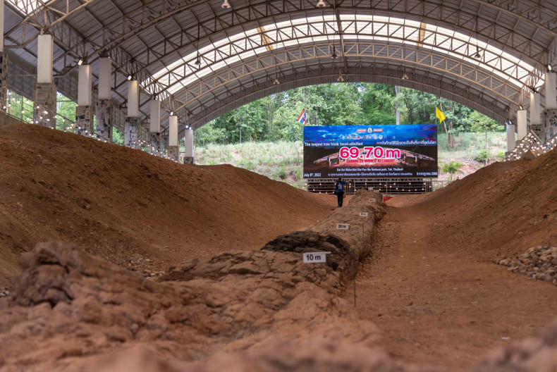 Ископаемая кампассия в провинции Так. Фото: Bangkok Post