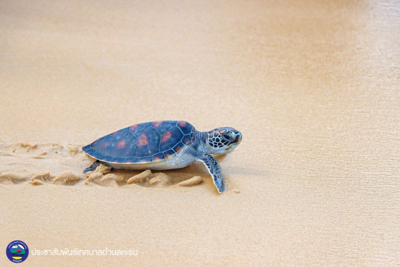 Молодых черепах выпустили в море на пляже Карон. Фото: Муниципалитет Карона