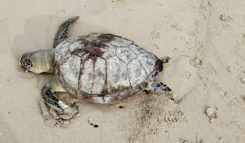 Труп черепахи нашли на пляже в Камале. Фото: Kamala OrBorTor
