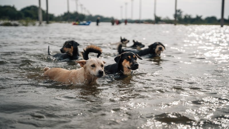 Собаки плывут к волонтерам за едой в Убон-Ратчатхани. Фото: Soi Dog Foundation