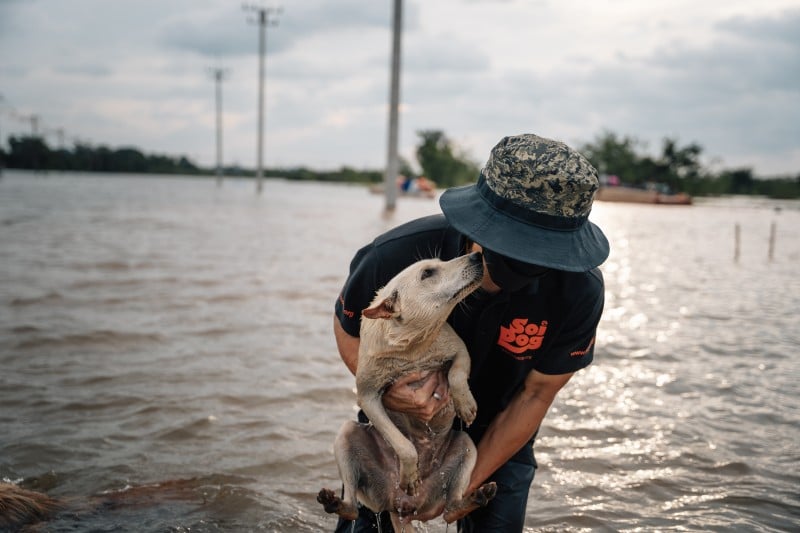 Волонтер Soi Dog за работой в зоне наводнения. Фото: Soi Dog Foundation