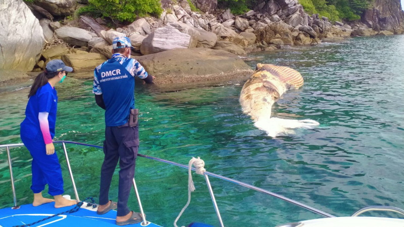 Мертвый кит был обнаружен у острова Рача-Яй в 20 км к югу от Пхукета. Фото: Radio Thailand Phuket