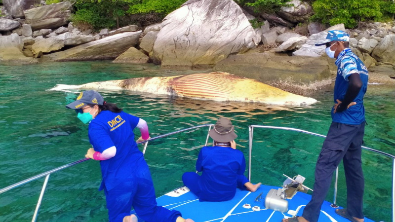 Мертвый кит был обнаружен у острова Рача-Яй в 20 км к югу от Пхукета. Фото: Radio Thailand Phuket