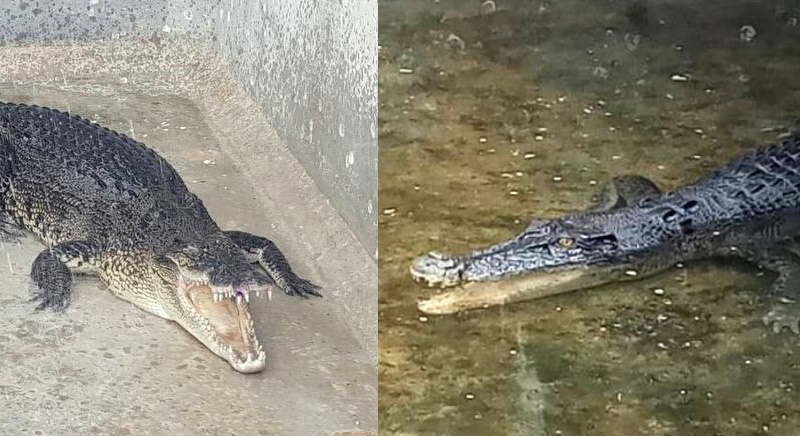 Крокодилы Лейпанг и Лайан в 2017 и 2018 году соответственно. Фото: Департамент рыболовства на Пхукете