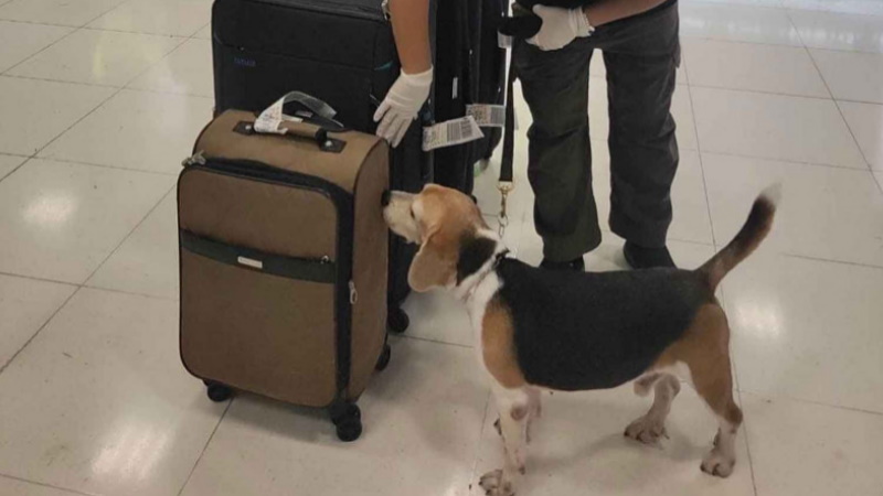 Служебный пес учуял летучих мышей в багаже туриста из Китая