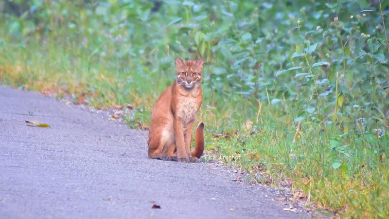 Золотого лесного кота удалось сфотографировать в джунглях Таиланда