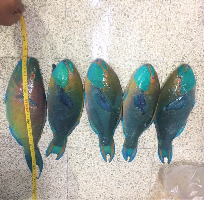 В ресторанах у пляжа Карон обнаружили рыб-попугаев, коммерческая добыча которых запрещена. Фото: DMCR