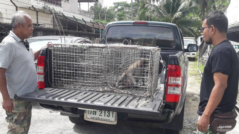 Двух макак поймали на Ко-Мапрао в связи с жалобами местных жителей. Фото: PR Phuket