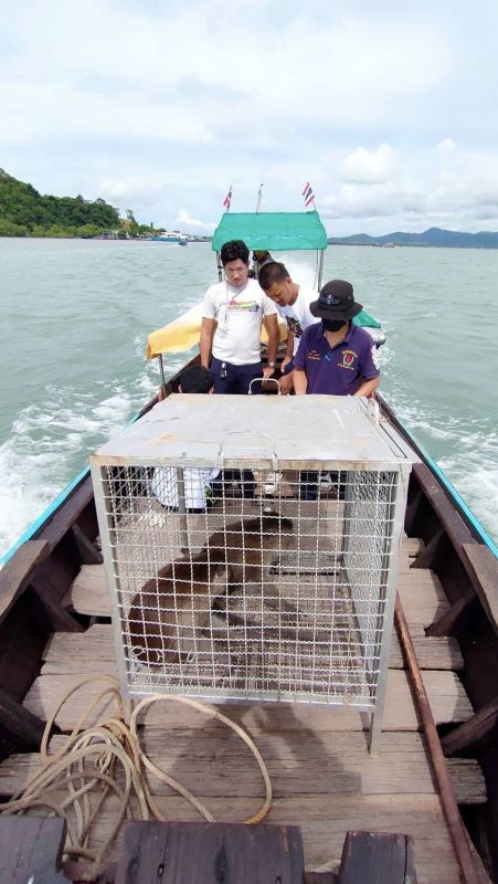 Пойманные на Кокосовом острове макаки С1 и С2 вернулись домой. Фото: PR Phuket