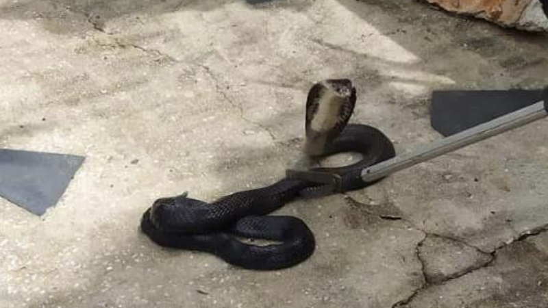Двух змей поймали в Раваи 21 ноября. Фото: Rawai Municipality