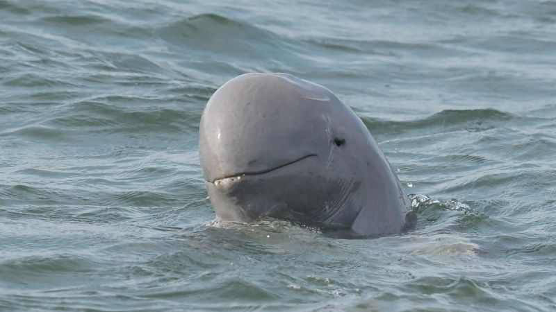 В Сиамском заливе повстречали китов и дельфинов