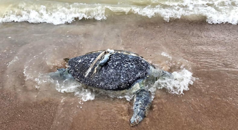 Внутри мертвой черепахи обнаружили 2 кг морского мусора