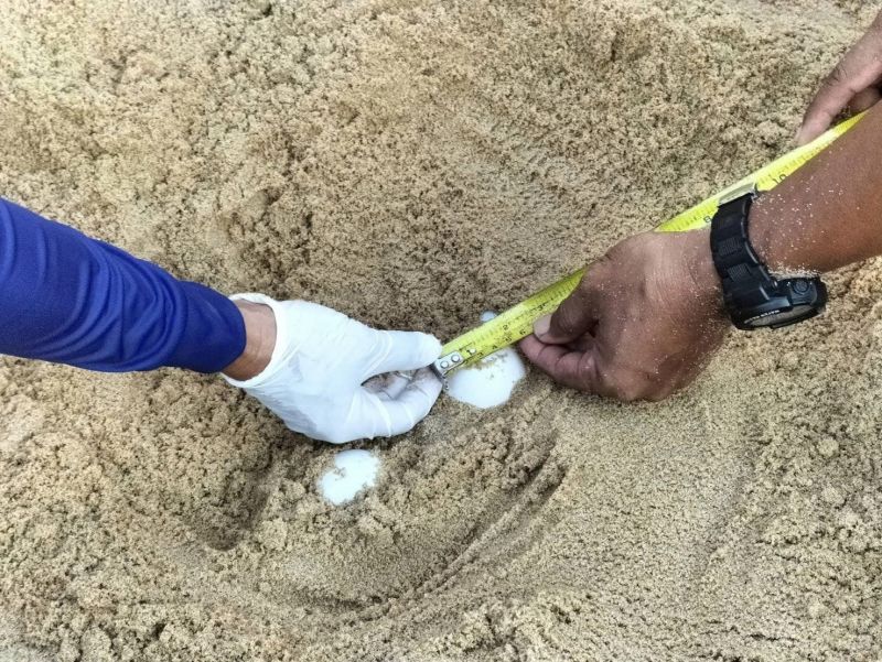 Кладка яиц черепахи, обнаруженная на пляже Банг-Кхван 30 ноября. Фото: DMCR