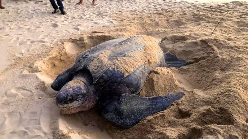 Кожистая черепаха на пляже Тхай-Мыанг. Фото: DMCR