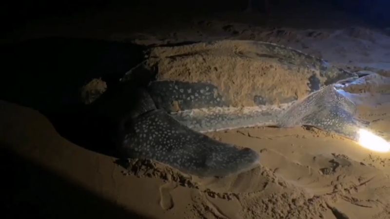 Третья морская черепаха отложила яйца в провинции Пханг-Нга