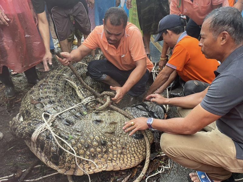 Двух морских крокодилов массой в 400 кг и 80-90 кг поймали в Сураттхани. Фото: PRD Surat Thani (PR Surat)