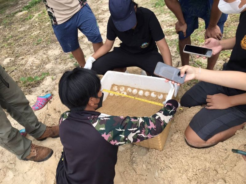 Кладку яиц кожистой морской черепахи нашли утром 11 декабря на Май-Кхао. Затем яйца переместили на Най-Янг. Фото: Sirinat National Park,