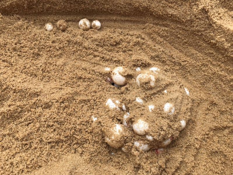 Кладку яиц кожистой морской черепахи нашли утром 11 декабря на Май-Кхао. Затем яйца переместили на Най-Янг. Фото: Sirinat National Park,