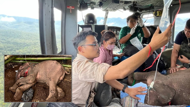 Потерявшегося в джунглях месячного слоненка спасли в Таиланде