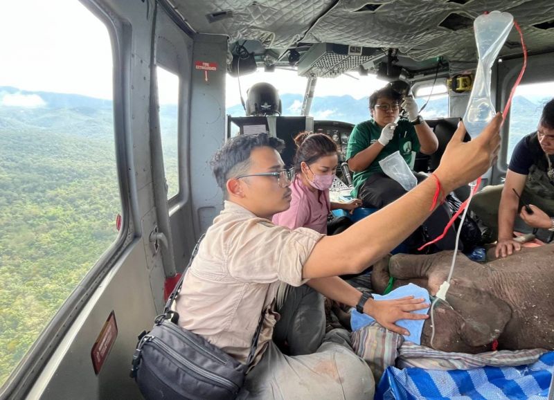 Чудом не погибшего в джунглях слоненка доставили к зоологам в Сапан-Бури. Для перевозки пришлось задействовать вертолет и не только. Фото: DNP Thailand