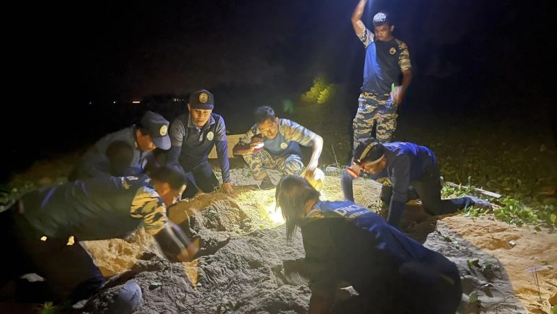 В провинции Пханг-Нга обнаружили пятую кладку черепашьих яиц за неполные полтора месяца. Фото: DMCR