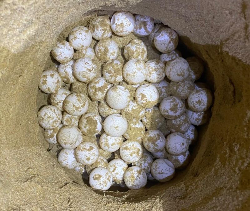 В провинции Пханг-Нга обнаружили пятую кладку черепашьих яиц за неполные полтора месяца. Фото: DMCR