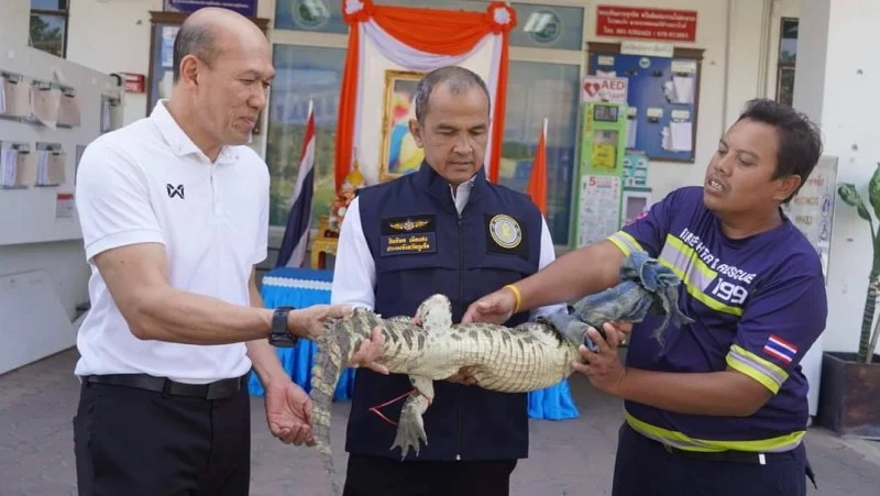 Пойманный у Музея ракушек крокодил и мэр Раваи Арун Солос (в белой рубашке). Фото: Rawai Municipality