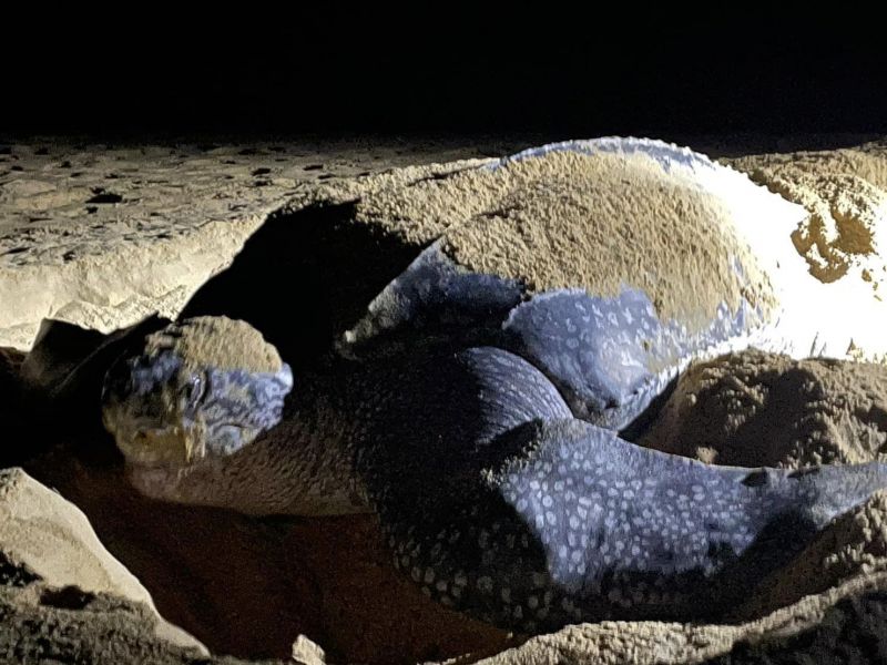 Шестая черепаха с начала сезона приплыла в провинцию Пханг-Нга и отложила яйца. Фото: DMCR
