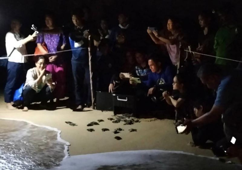 Черепашки отправились в первое плавание в провинции Пханг-Нга вечером 10 февраля. Фото: DMCR