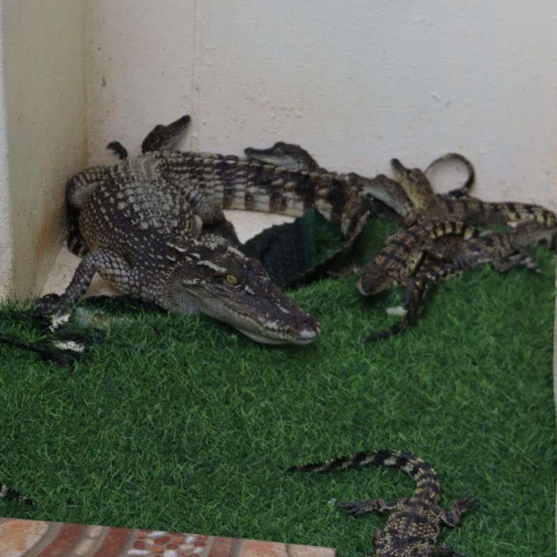 Нелегальную торговлю крокодилами выявили на Пхукете. Фото: PR Phuket