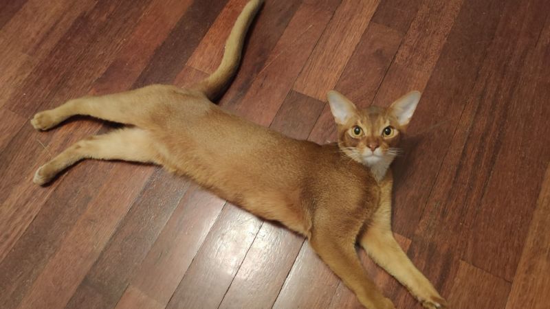 Пропавшего кота Кешу в последний раз видели 13 февраля. Кот чипирован. Фото: Anastasia Vasileva / Facebook