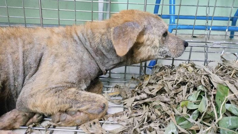 Собака по кличке Нонг Дьеу пропала 24 февраля в Кату. Фото: House Plants