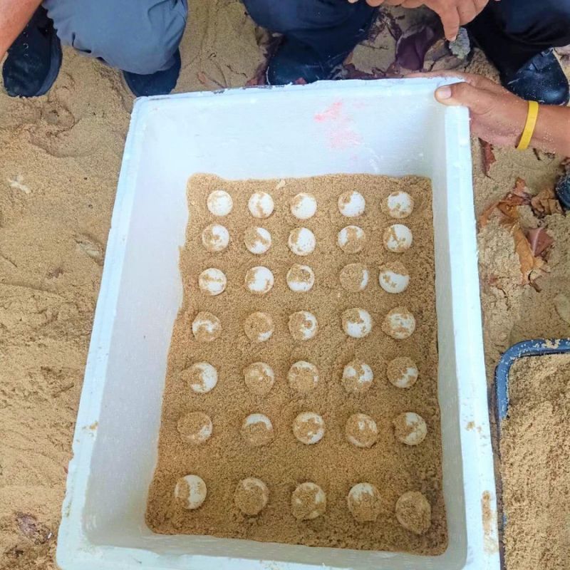 На Пхукете обнаружили вторую кладку яиц морской черепахи. Фото: DMCR