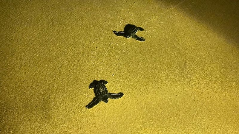 Детеныши морской черепахи появились на свет в провинции Пханг-Нга