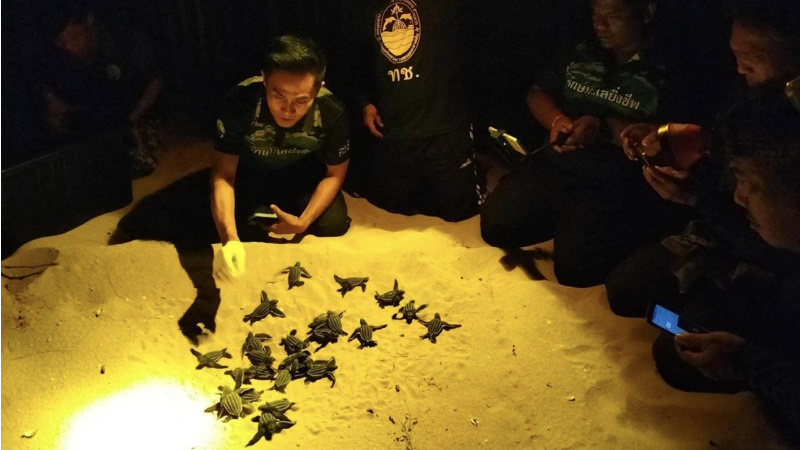 Черепашата из седьмой кладки в провинции Пханг-Нга появились на свет 28 февраля. Фото: DMCR
