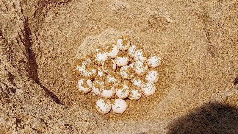 В районе аэропорта нашли кладку яиц морской черепахи. Фото: PR Phuket