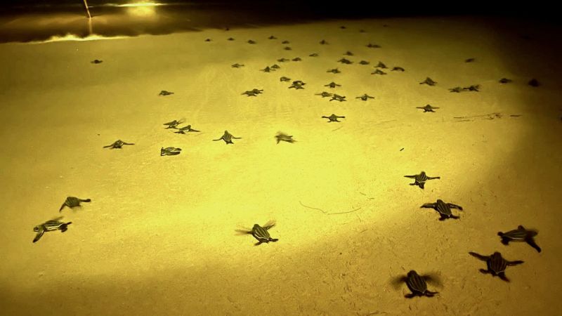 Морские черепахи вылупились на пляже Банг-Кхван