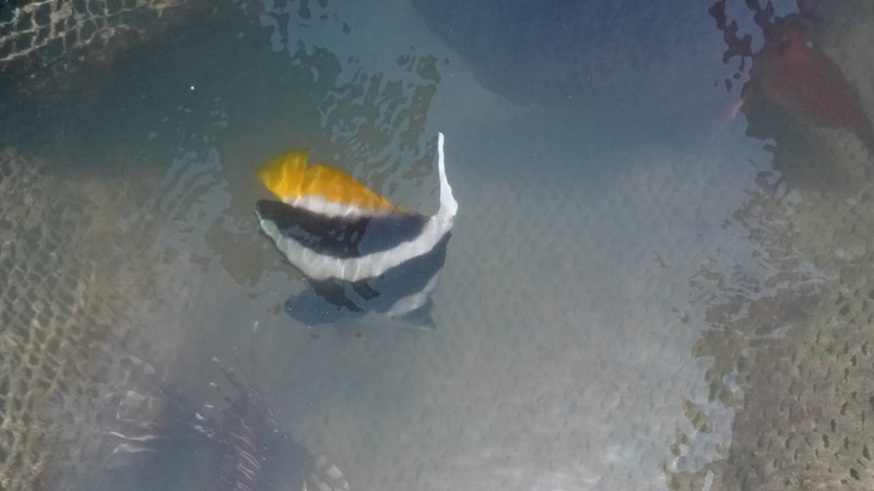 В двух ресторанах Пхукета обнаружили охраняемых лучеперых рыб. Фото: DMCR