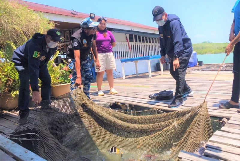 В двух ресторанах Пхукета обнаружили охраняемых лучеперых рыб. Фото: DMCR
