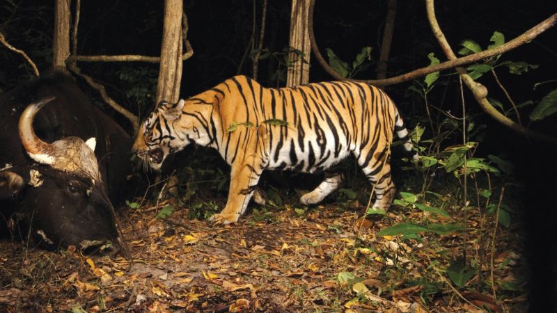 Спасение индокитайских тигров возможно только через восстановление естественного баланса в местах их обитания. Фото DNP