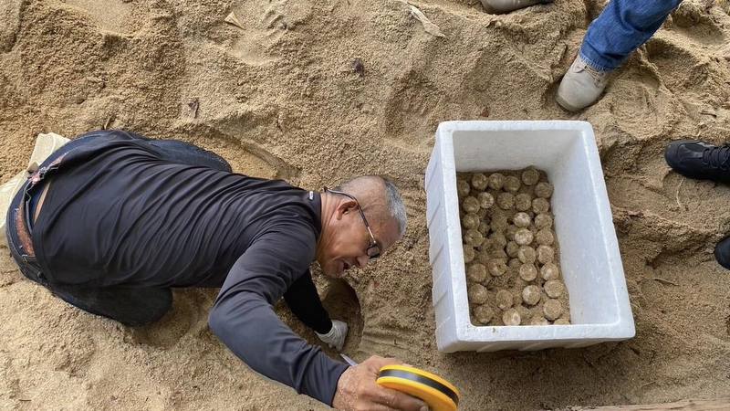 На пляже Сай-Кху нашли 107 яиц морской черепахи. Фото: DMCR