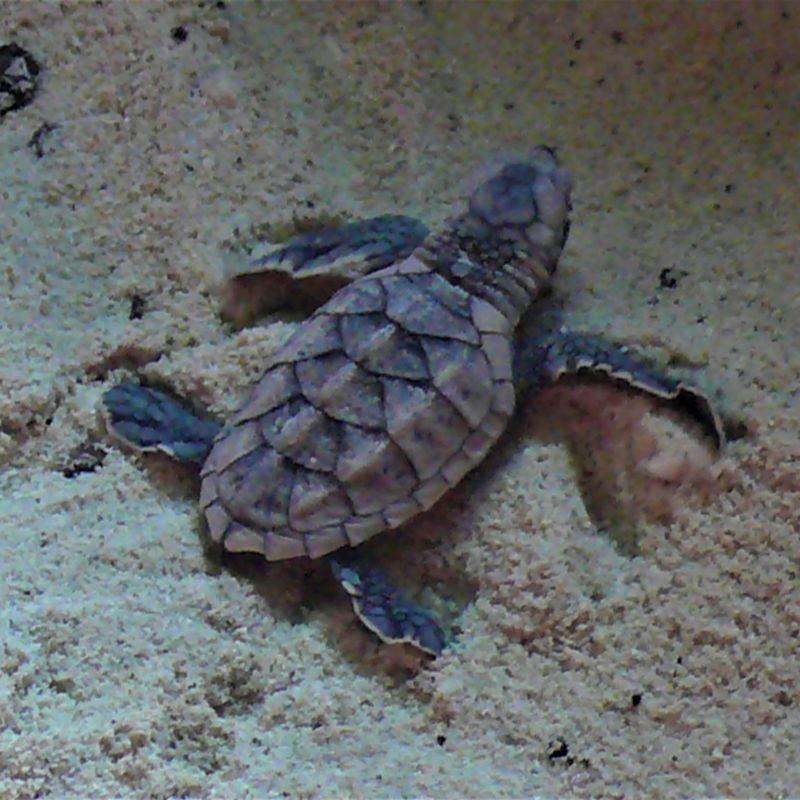 Черепахи-биссы вылупились на Суринских островах. Фото: Mu Ko Surin National Park