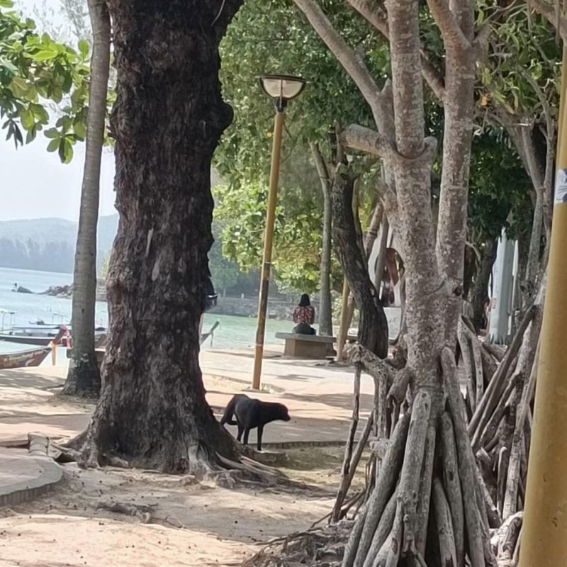 Одну бродячую собаку поймали в ходе облавы в Ао-Нанге 14 февраля. Куда делись остальные – непонятно. Фото: PR Krabi