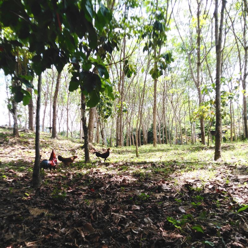 Плантации посреди джунглей в провинции Пханг-Нга.