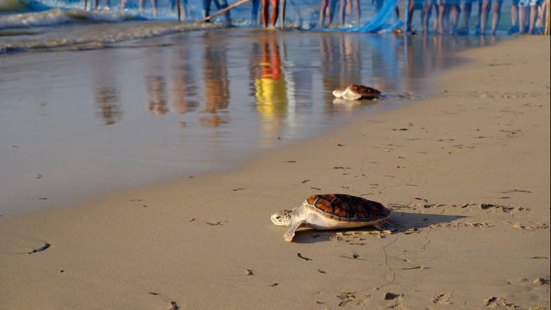 Выпуск морских черепах в рамках акции Deep in the Sea в марте 2022 года. Фото: Phuket Love Turtle